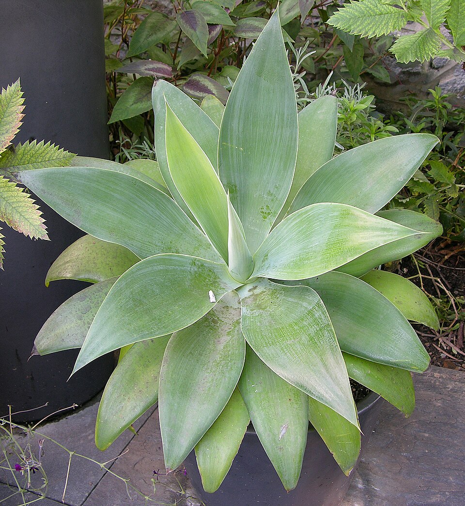 Foto de Agave-dragão (Agave attenuata)