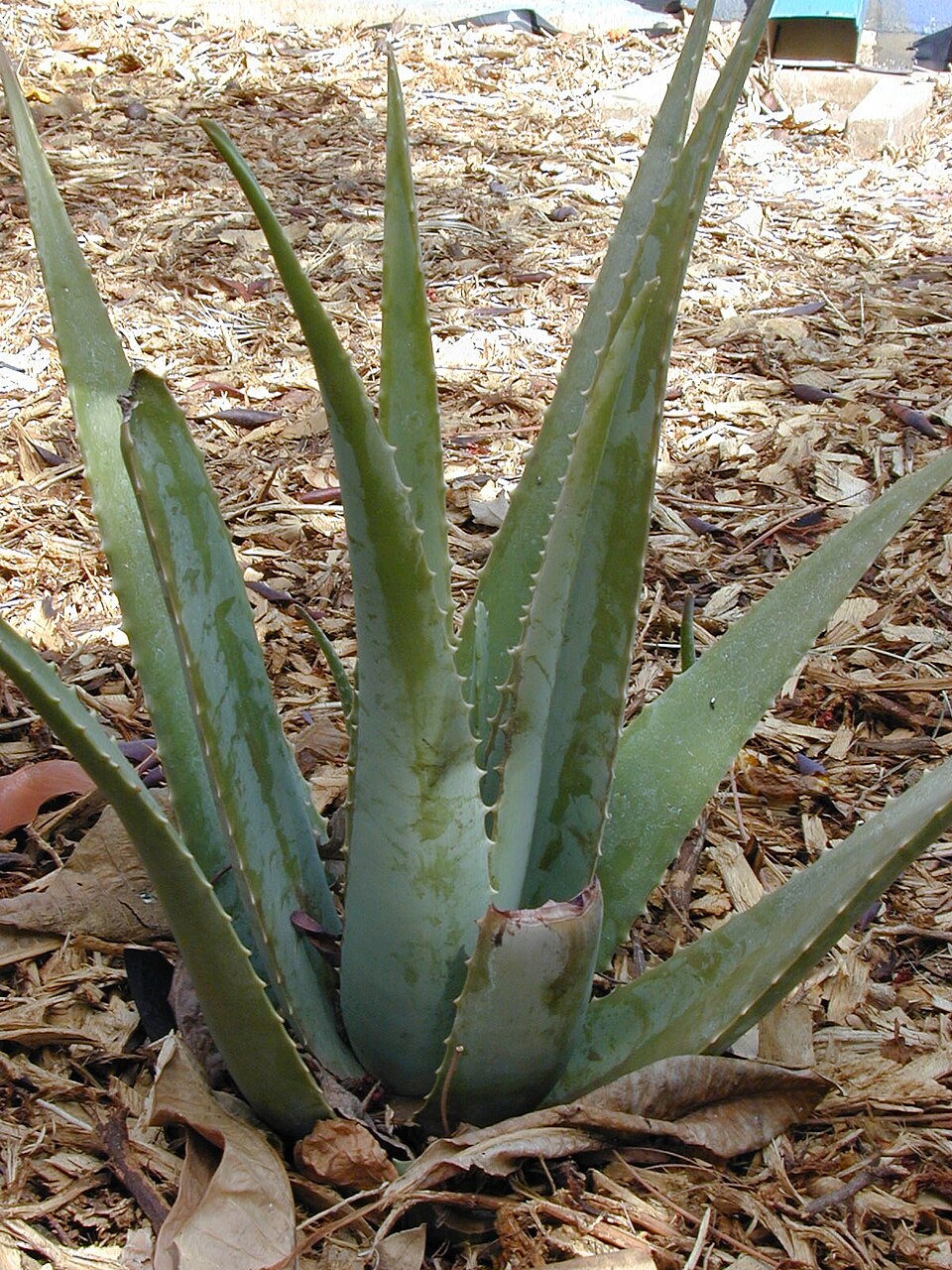 Foto de Babosa (Aloe vera)