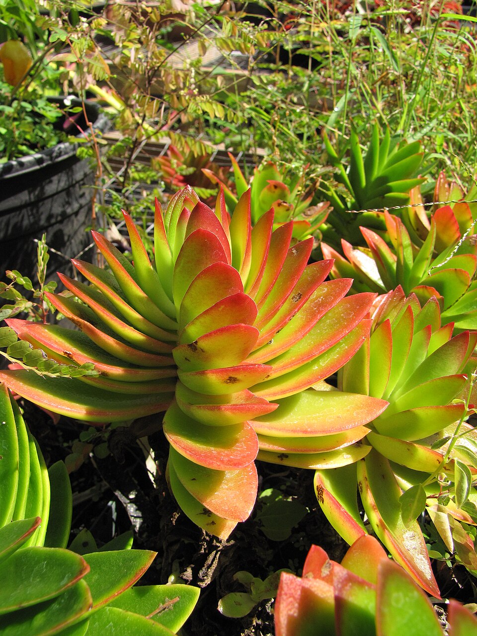 Foto de Crassula Campfire (Crassula capitella 'Campfire')