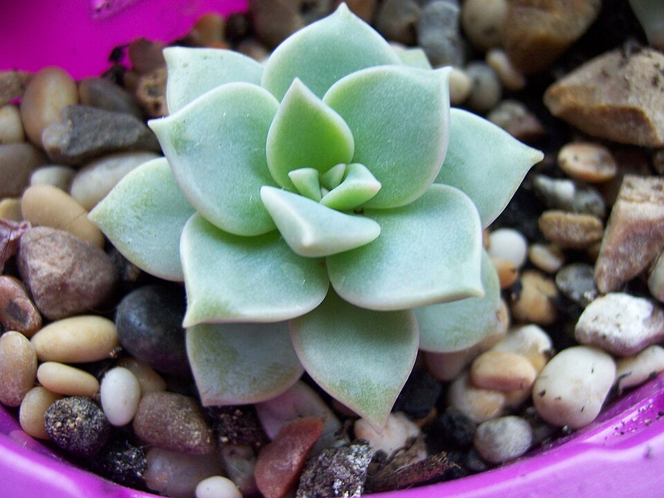 Foto de Graptoveria Opalina (×Graptoveria 'Opalina')