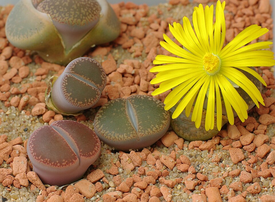 Foto de Pedras-vivas (Lithops spp.)